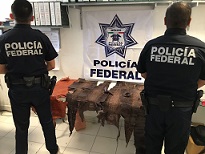 Localiza personal de la Policía Federal piel de cocodrilo en una empresa de paquetería en Morelia, Michoacán