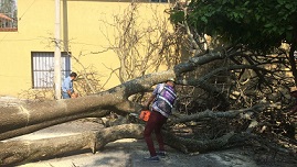 Colapsó este día un árbol de grandes dimenciones en lavía pública de Bosques Camelinas de Morelia