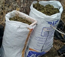 Fueron asegurados por elementos de la Policía Michoacán 20 kilogramos de marihuana en Tacámbaro, Michoacán