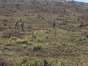 Buscan autoridades federales a los responsables del delito cometido contra el medio ambiente, esto por extinguir los árboles en un predio denominado "Los Litigios", en la población de San Juan Tumbio